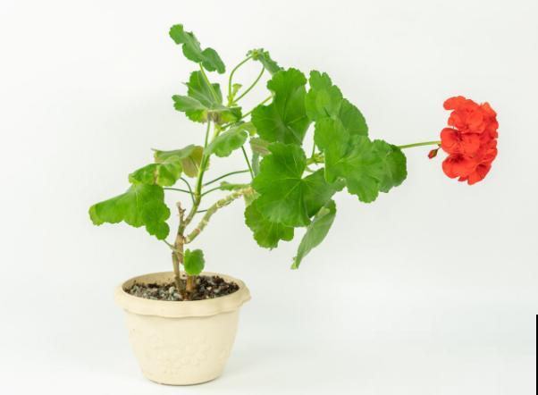 天竺葵养殖，注意这4点，容易爆盆