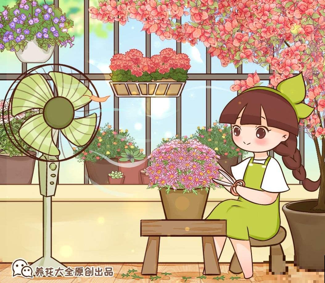 4种“小花”，可爱又好看，放在窗台正合适