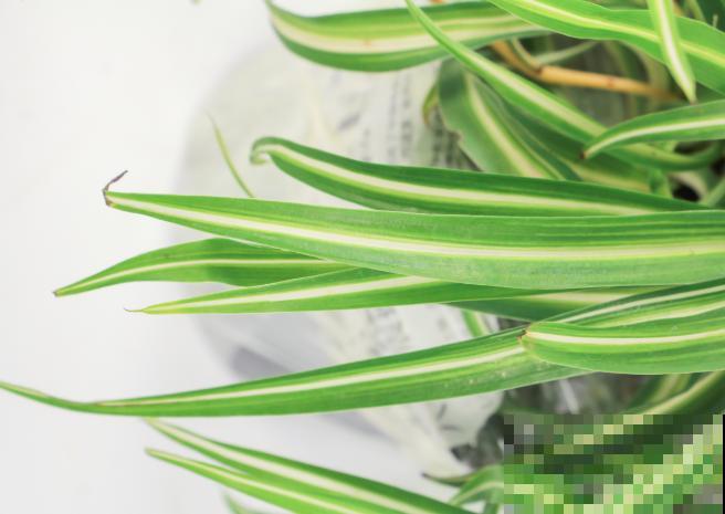 吊兰叶片被啃，抓紧喷药，以免影响生长