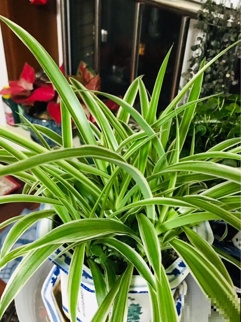 天干物燥,冬天室内多喷水,不然花干成柴火 天干物燥,冬天室内多喷水,不然花干成柴火