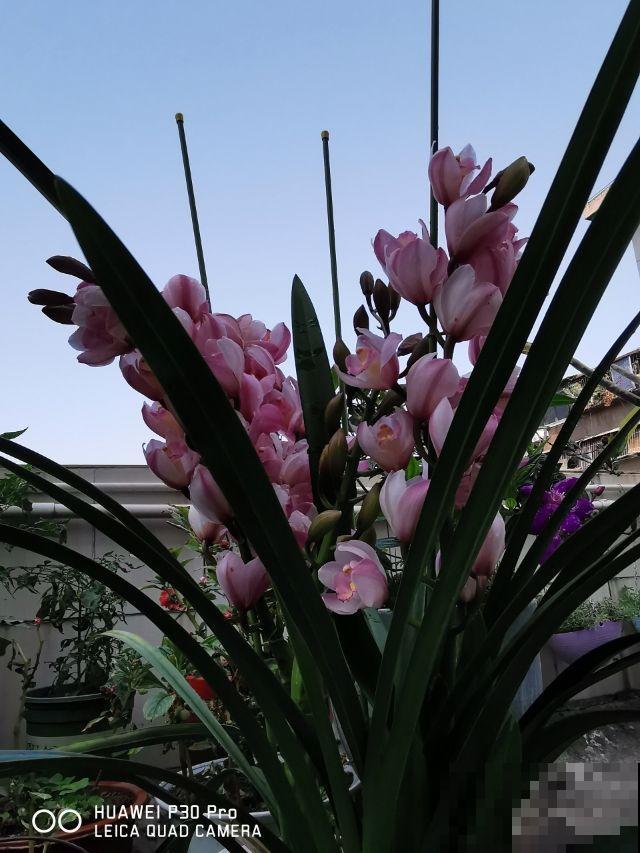 7种花“不长寿”，过了年三十就得扔，属实可惜