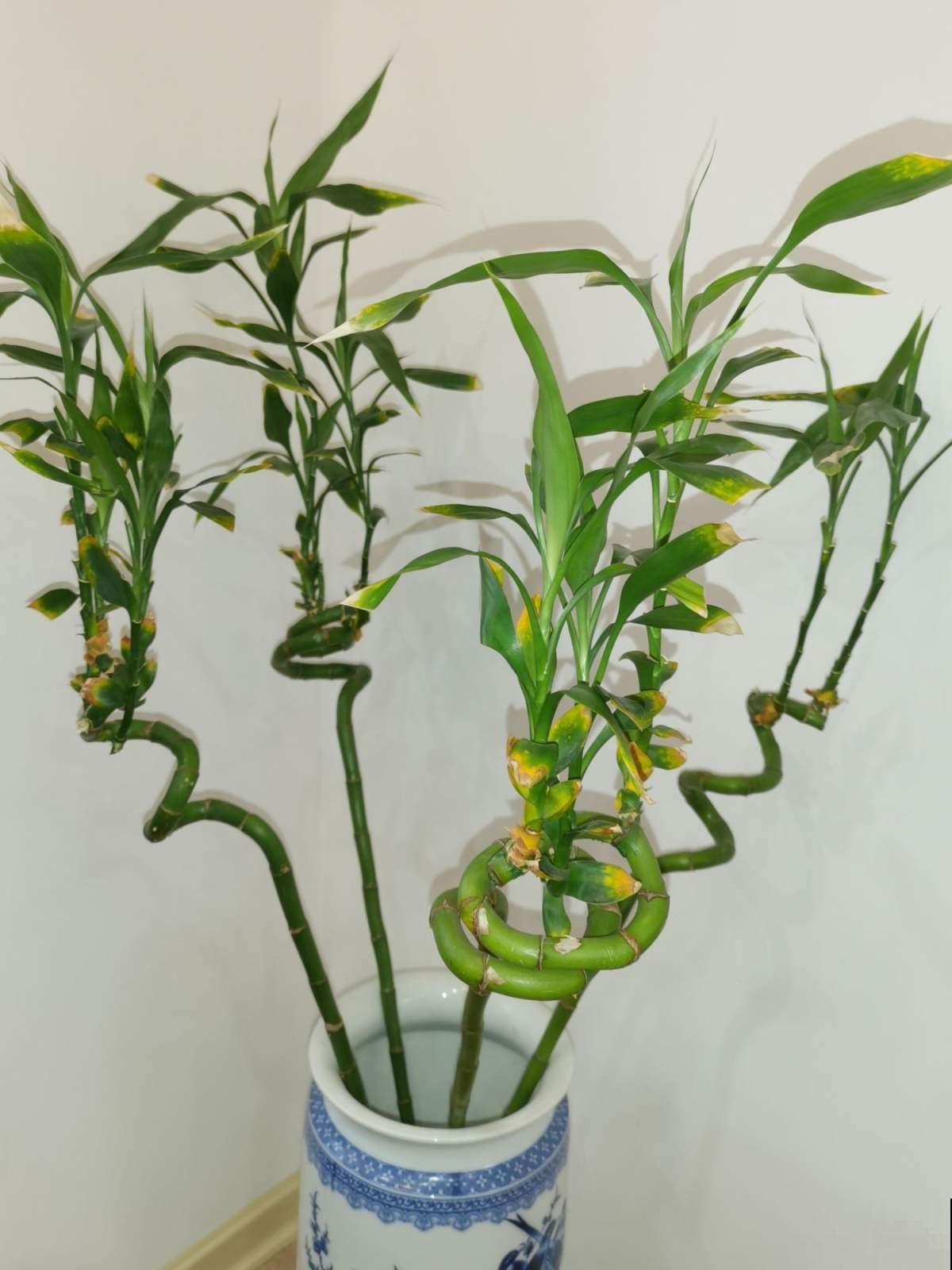 家养富贵竹干货经验,说白了就3句话,让你家富贵竹快速生根 家养富贵竹干货经验,说白了就3句话,让你家富贵竹快速生根