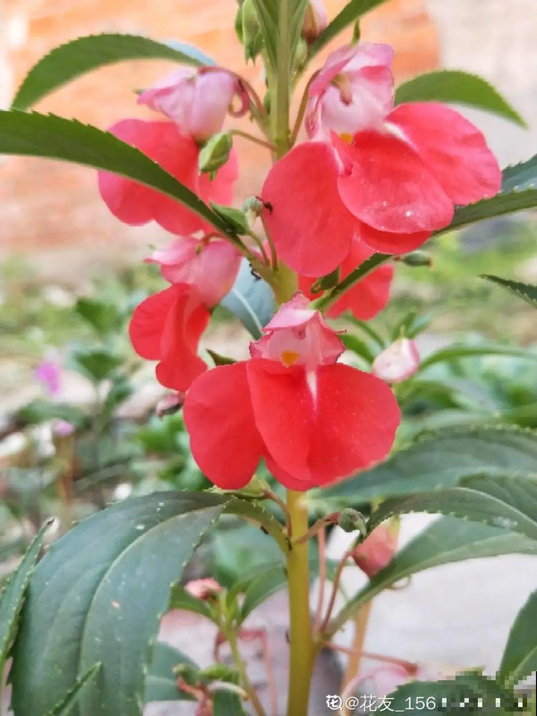 这9种“看家花”，70、80后难忘记，00后不认识！