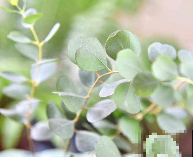 水养尤加利，养殖状态好，学会这3点做成干花