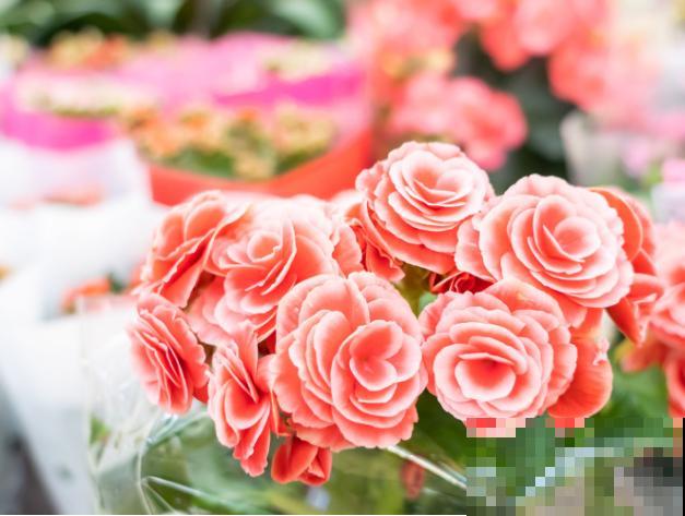 家里养盆“富贵花”，开花多得不见叶，还有吉祥富贵好兆头