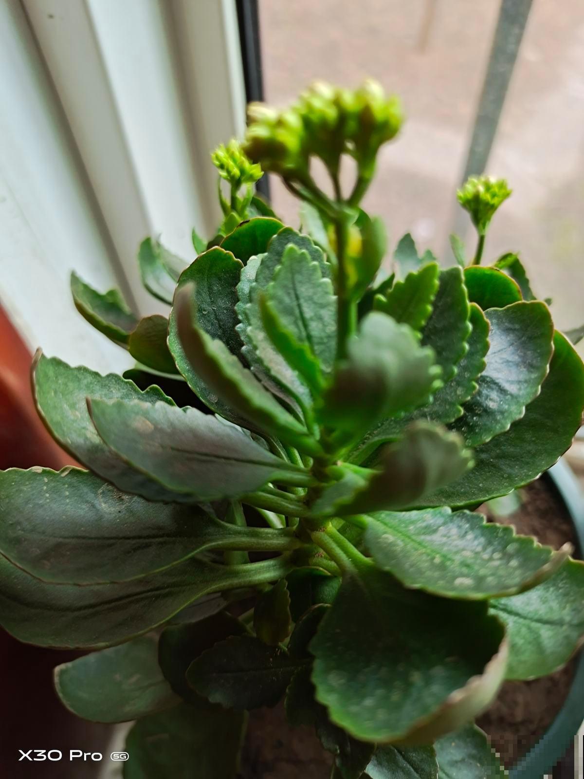 现在养长寿花，掐个枝条就能养，一盆变多盆