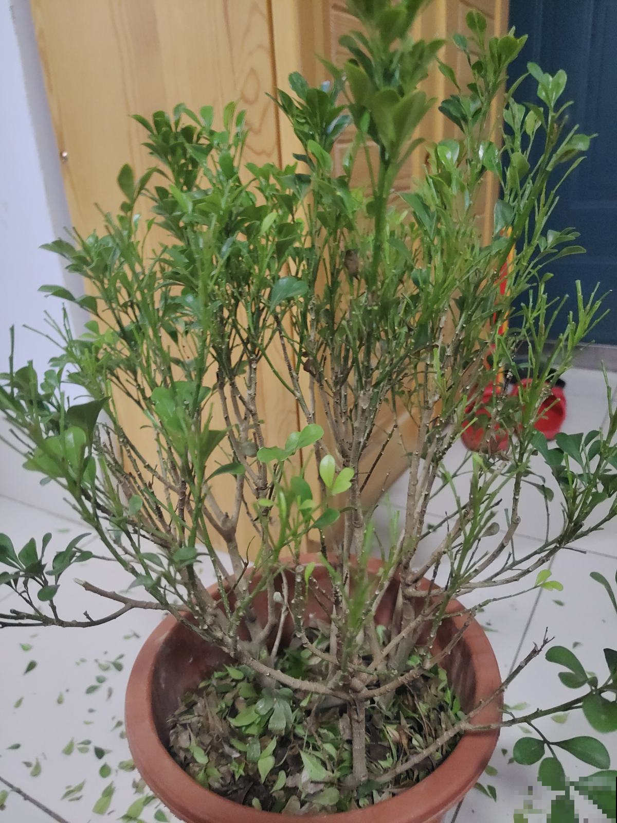 买回家的花，叶子哗哗掉一地，简直成了光杆司令，究竟为啥？