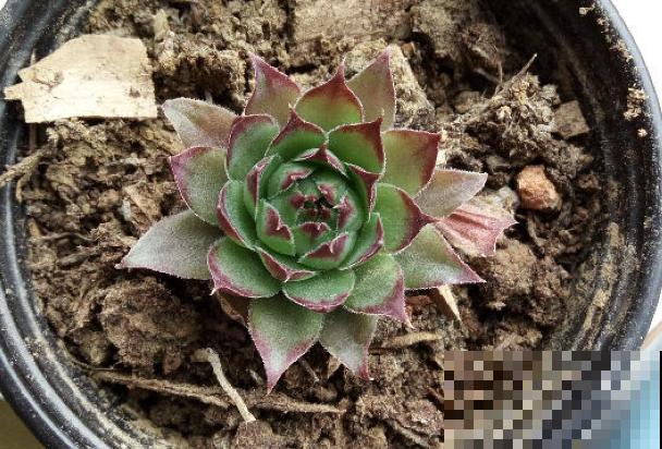 紫牡丹养殖简单，知道这4点，爆盆容易