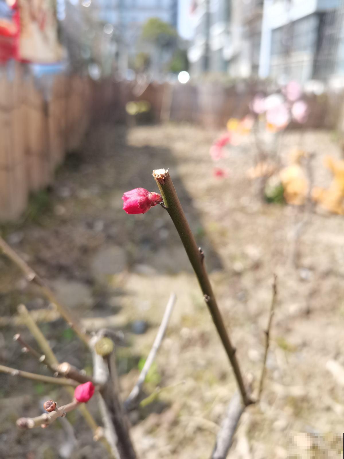 4种花春天不用买，剪个枝条插水里，3天冒新芽，一个月就开花
