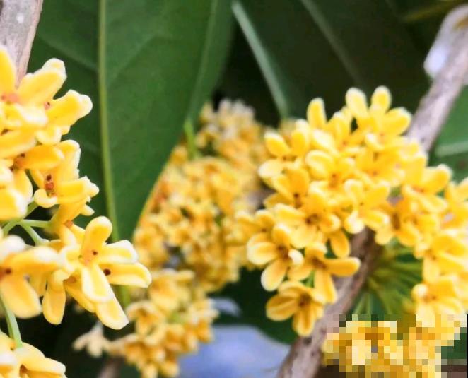 5种花好看养殖简单，都有一个共同点，花开四瓣