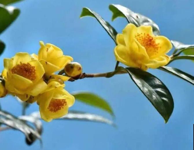 几百块的贵货花,突然全黄叶,真令人心疼 几百块的贵货花,突然全黄叶,真令人心疼