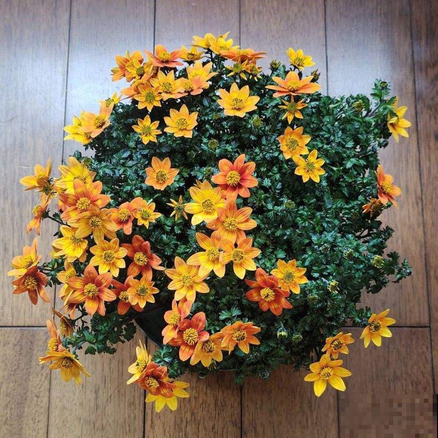 50种花春天播种,长满小院子,能开一整年 50种花春天播种,长满小院子,能开一整年