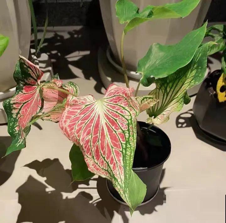 1种绿植叫“粉色和声”，叶子比花还要美，看一眼就沦陷