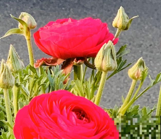 一种花被称作“小牡丹花”,能开花3个月,比玫瑰花还好看 一种花被称作“小牡丹花”,能开花3个月,比玫瑰花还好看