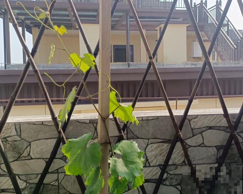 家里种棵蓝宝石葡萄，注意这4点，产量多到吃不了