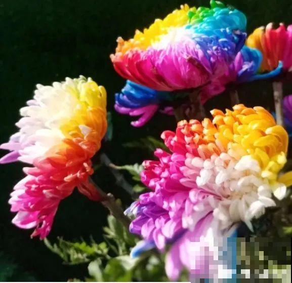 过年烟花没看够，快养这9种花，开花更美