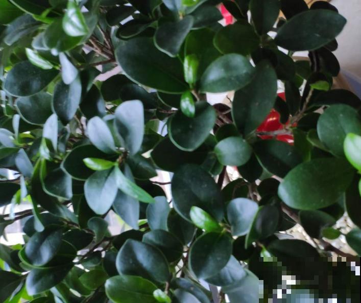 金钱榕有招财好兆头,养护注意4要点,叶子油绿长得壮 金钱榕有招财好兆头,养护注意4要点,叶子油绿长得壮