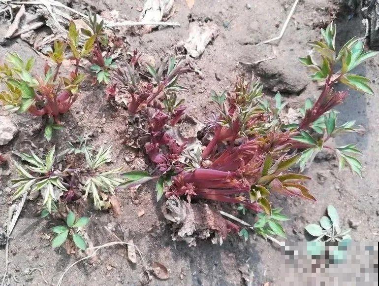 家里养盆荷包牡丹,荷包满满,富贵吉祥寓意好! 家里养盆荷包牡丹,荷包满满,富贵吉祥寓意好!