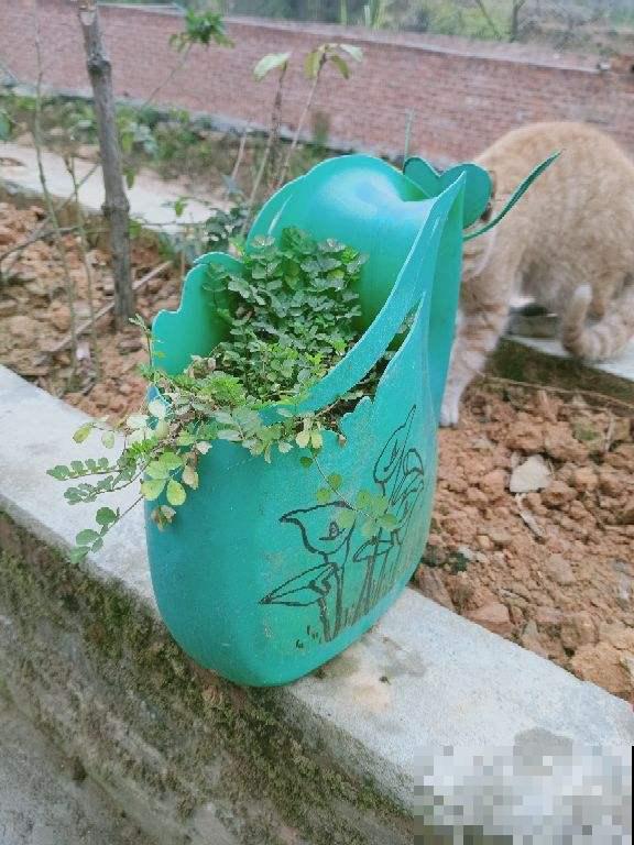 用完的洗衣桶,简单改造一下,又是一个好花盆 用完的洗衣桶,简单改造一下,又是一个好花盆