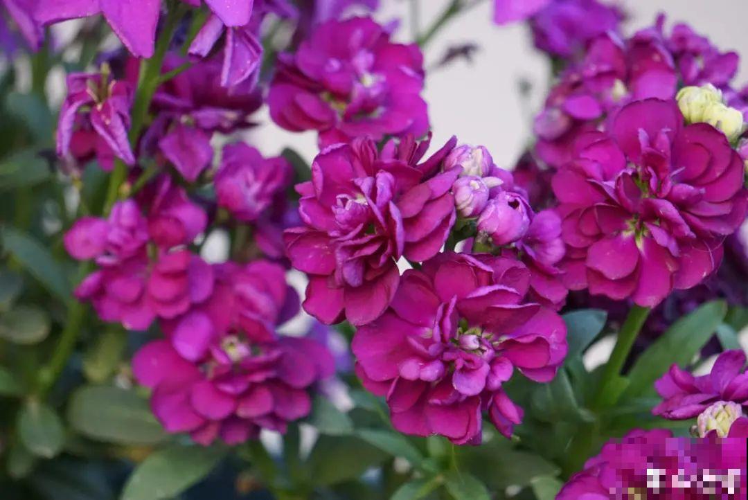 50种花春天播种,长满小院子,能开一整年 50种花春天播种,长满小院子,能开一整年