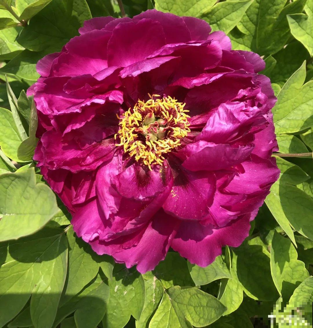 花中之王牡丹,过年家里备一盆,艳压群芳! 花中之王牡丹,过年家里备一盆,艳压群芳!