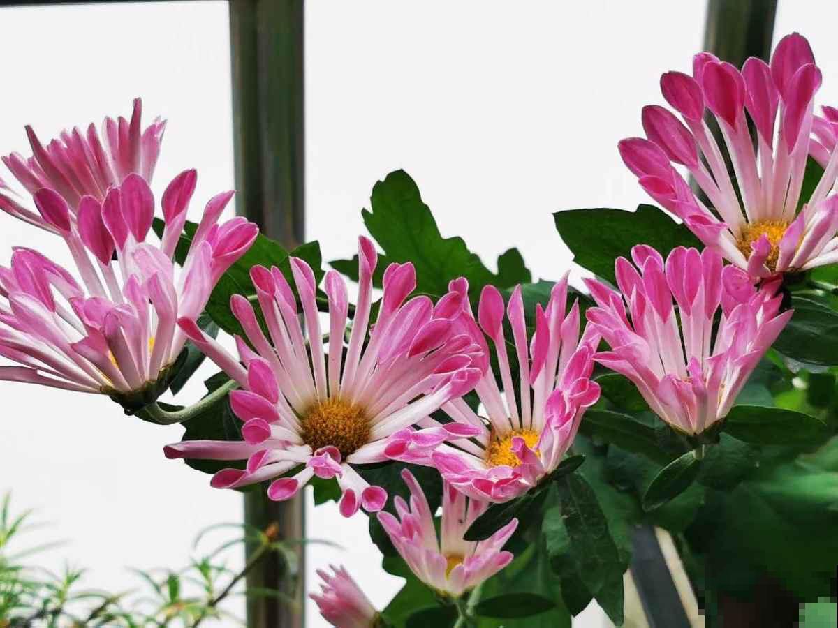 新年有新的福气花,生肖对应的花,就是你的幸运花 新年有新的福气花,生肖对应的花,就是你的幸运花