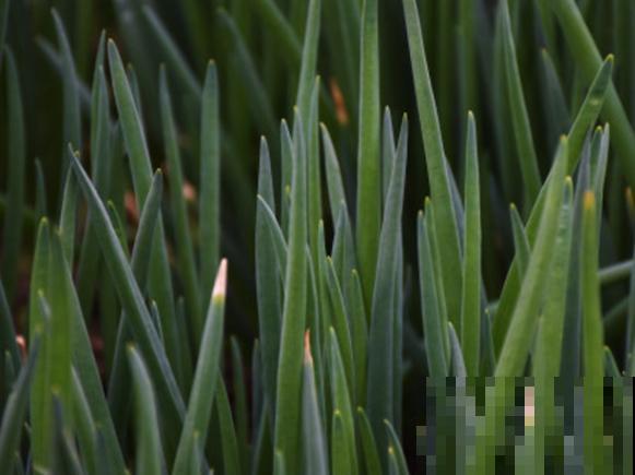 调味香葱在家种植,注意这4点,轻松养殖 调味香葱在家种植,注意这4点,轻松养殖