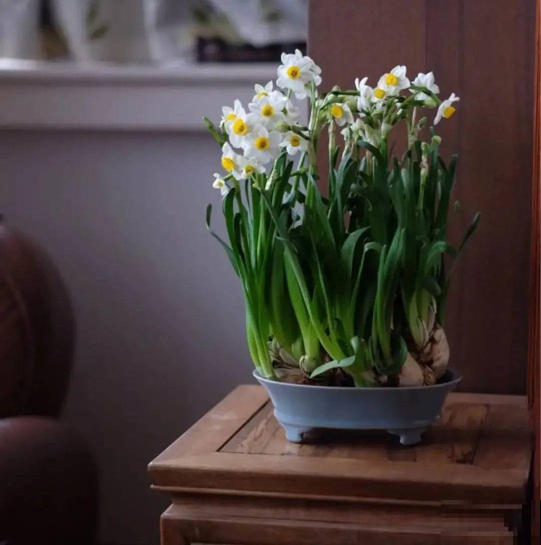 家里的花别乱放，放错地方，容易把花养死！