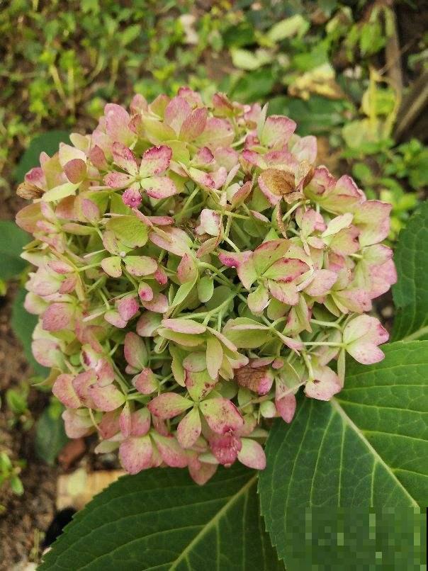 娇滴滴的3种花，实际上很“硬气”，冬天照样开花