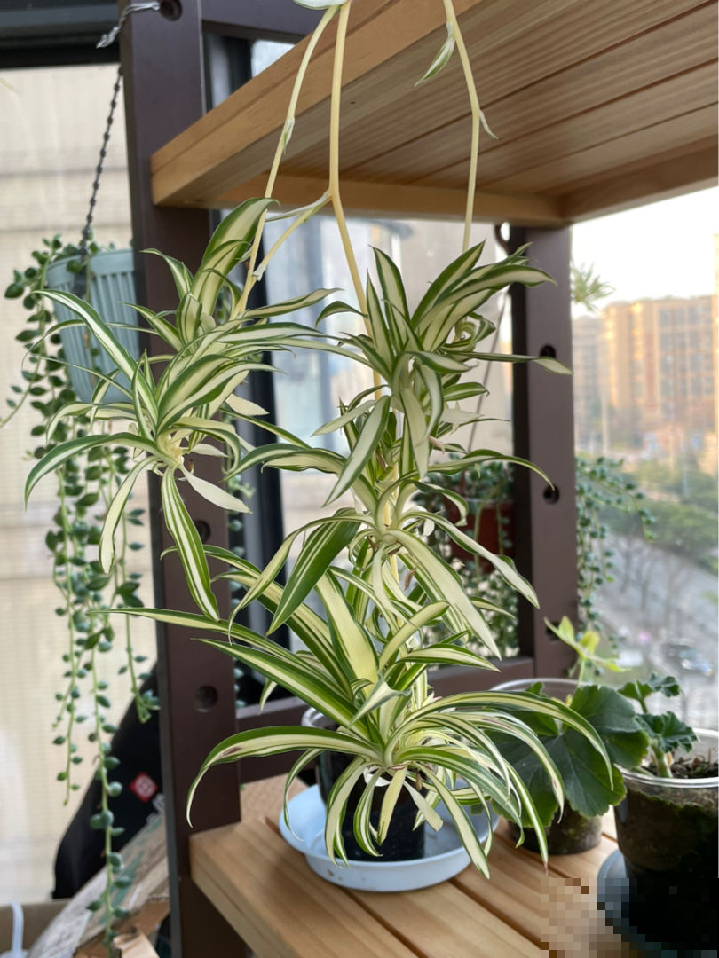 卫生间有异味，5种植物就搞定，净化空气一把好手