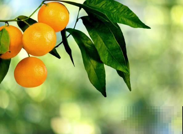 家里养殖的柑橘落果，主要和这4点有关，赶紧治疗还有救