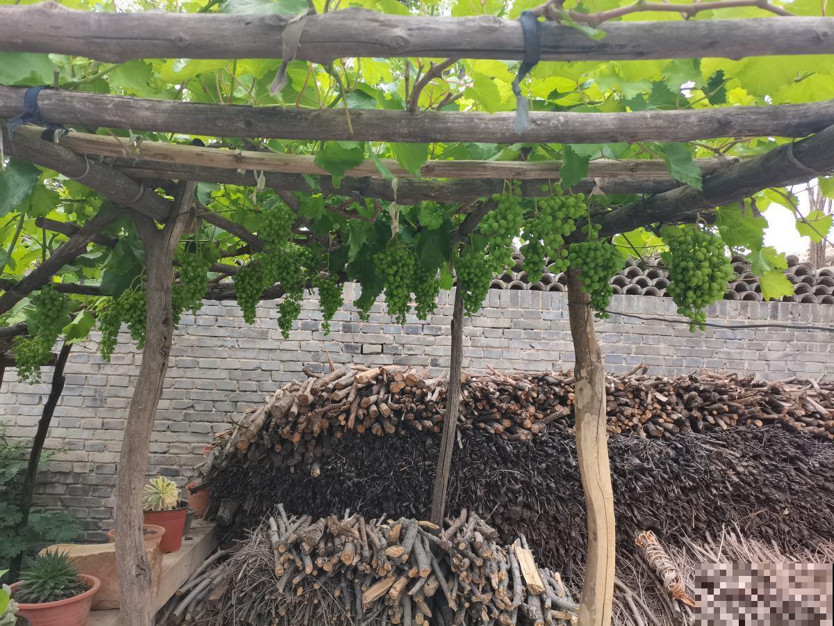 院子里种4种“守家树”,果子结满枝条,还有兴旺子孙好兆头 院子里种4种“守家树”,果子结满枝条,还有兴旺子孙好兆头