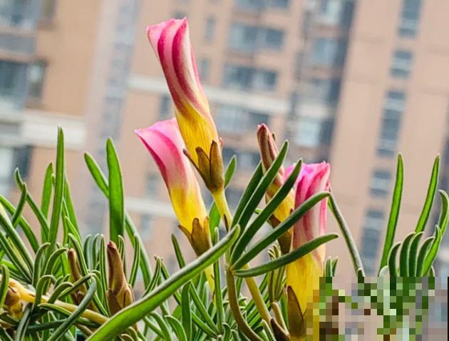 养花用对磷酸二氢钾，保花保果还促花，具体方法赶紧学