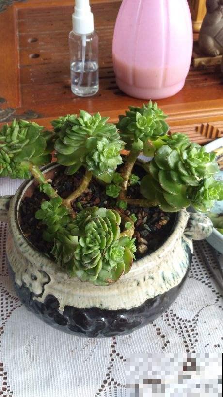 养花生虫不断,3个民间笨方法,杀虫安全又放心 养花生虫不断,3个民间笨方法,杀虫安全又放心