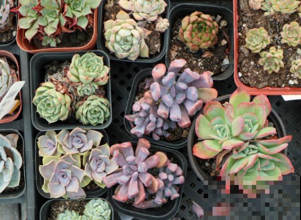 晒不到太阳的阳台，注意这4点，也能养好多肉