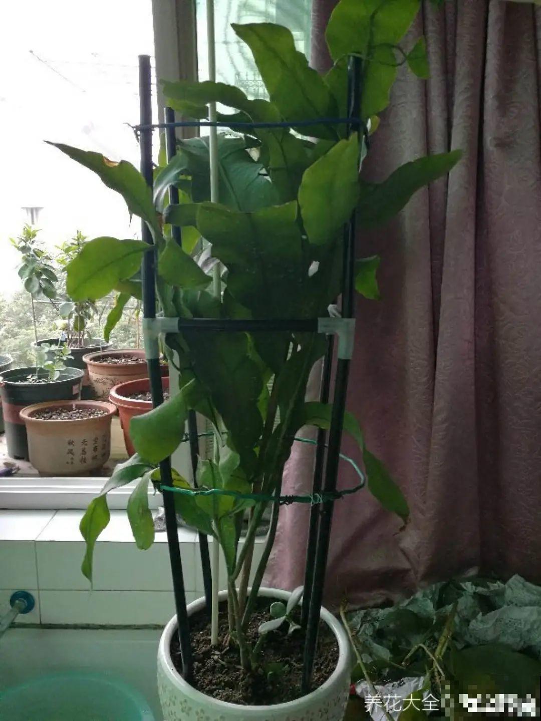 君子兰喝点油,爆花效果好,年年开出大花球 君子兰喝点油,爆花效果好,年年开出大花球