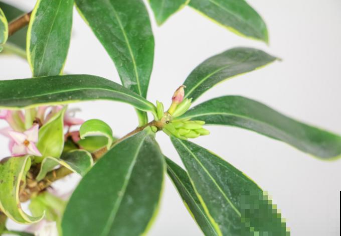 花叶子上带了个“金项链”,养在家里有好兆头,养护起来也简单 花叶子上带了个“金项链”,养在家里有好兆头,养护起来也简单