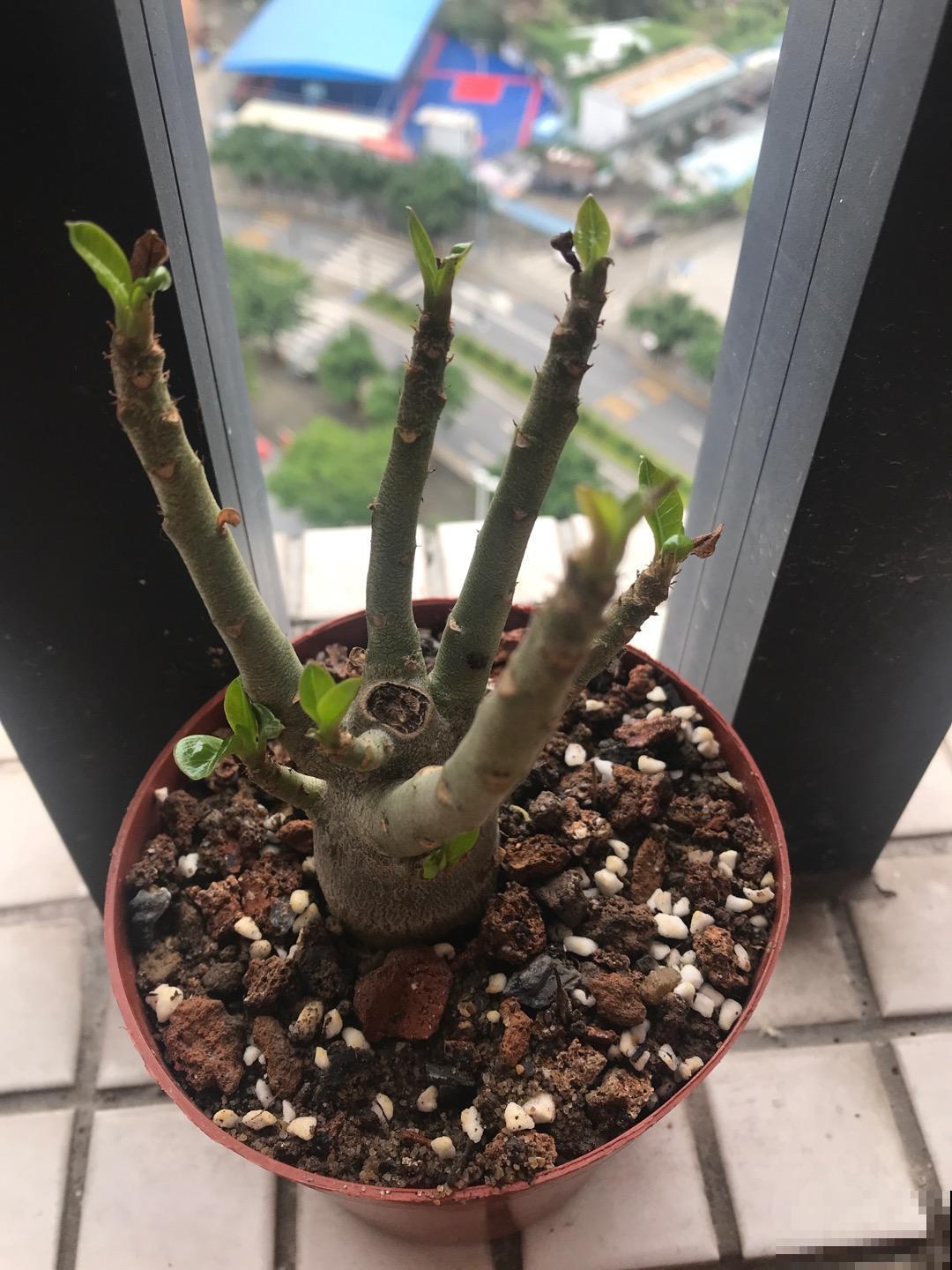 路边的煤渣子，可是养花好宝贝，省一大笔买土钱