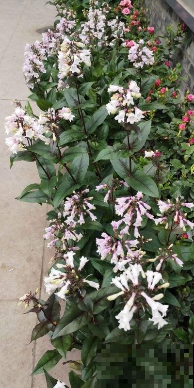 北方花园里的最佳配角，钓钟柳好看又好养，小白的福音