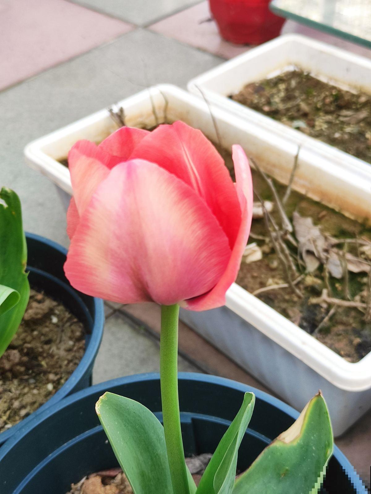 4种“有害花”,离家远一点,对身体危害大 4种“有害花”,离家远一点,对身体危害大