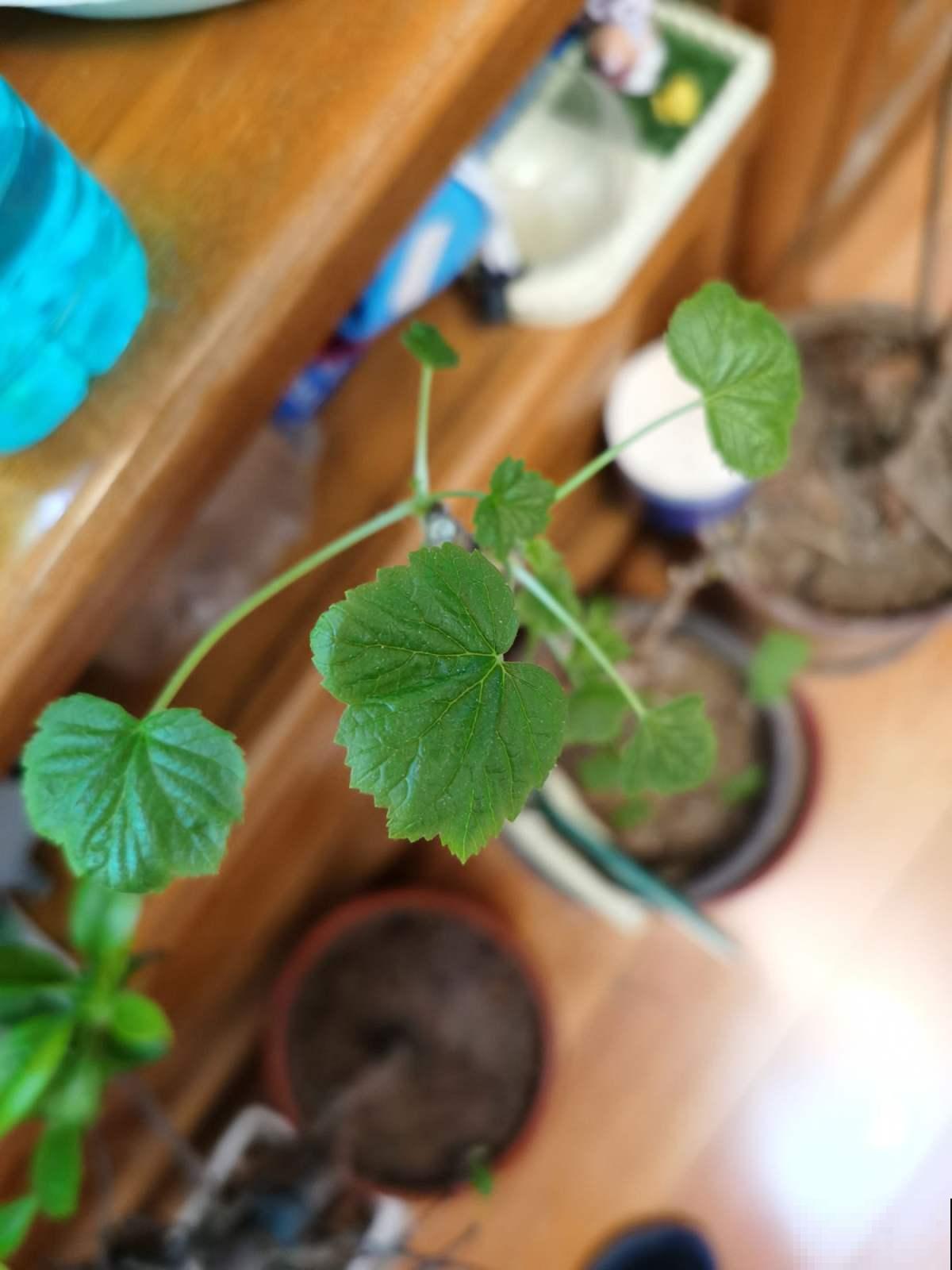 这6种花适合春天扦插，生根快，再晚就来不及了