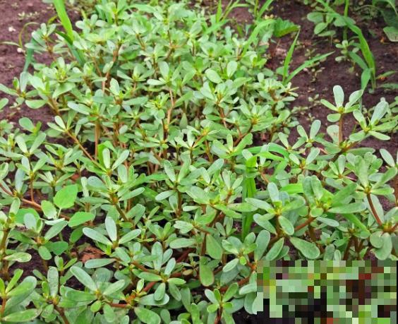 树马齿苋掉叶子，注意这4点，养殖再也不出问题