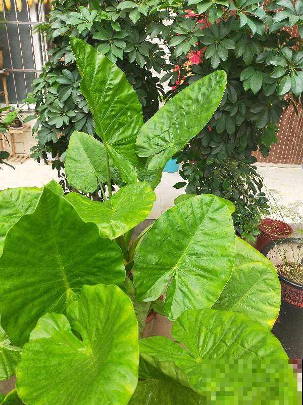 爱养花的男人才不“娘”,实则温柔又细心,遇到了可别错过 爱养花的男人才不“娘”,实则温柔又细心,遇到了可别错过