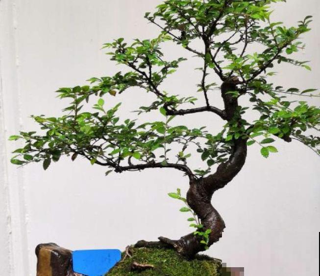 金钱榆盆景养殖，注意这4点，室内也能养好