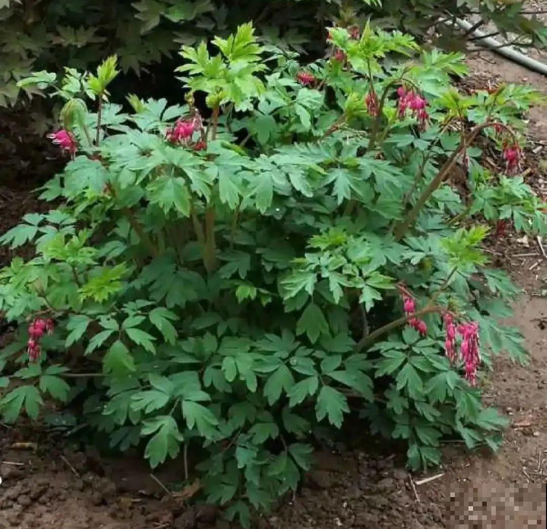 家里养盆荷包牡丹,荷包满满,富贵吉祥寓意好! 家里养盆荷包牡丹,荷包满满,富贵吉祥寓意好!