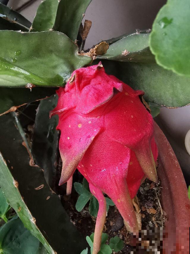 网上常见的3种花，购买需谨慎，看着销量高，其实都是坑