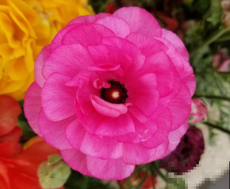 仙气飘飘的“洋牡丹”，养护注意5要点，花期延长半个月