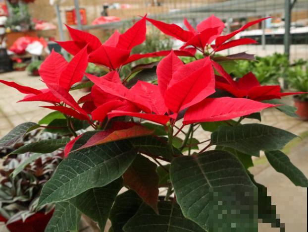 1种花红艳艳，确是有毒花，室内养护要当心