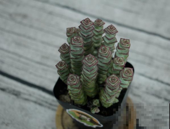 钱串在家繁殖，这2种繁殖方法要知道，准备充足成活率高