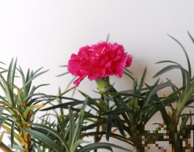 康乃馨底部干叶子,主要和这4点有关,养护注意就能避免 康乃馨底部干叶子,主要和这4点有关,养护注意就能避免